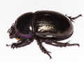 Geotrupes stercorarius